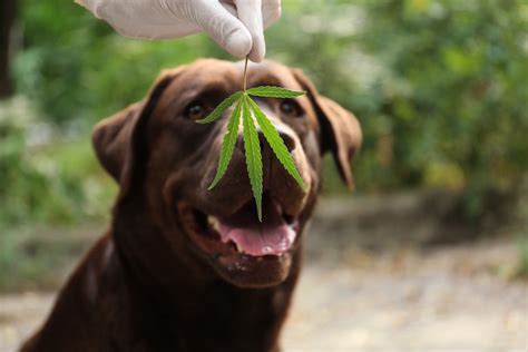  Of late, more and more people are buying CBD oils for their dogs